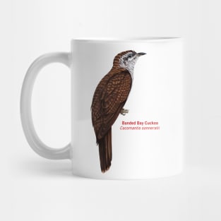 Banded Bay Cuckoo | Cacomantis sonneratii Mug